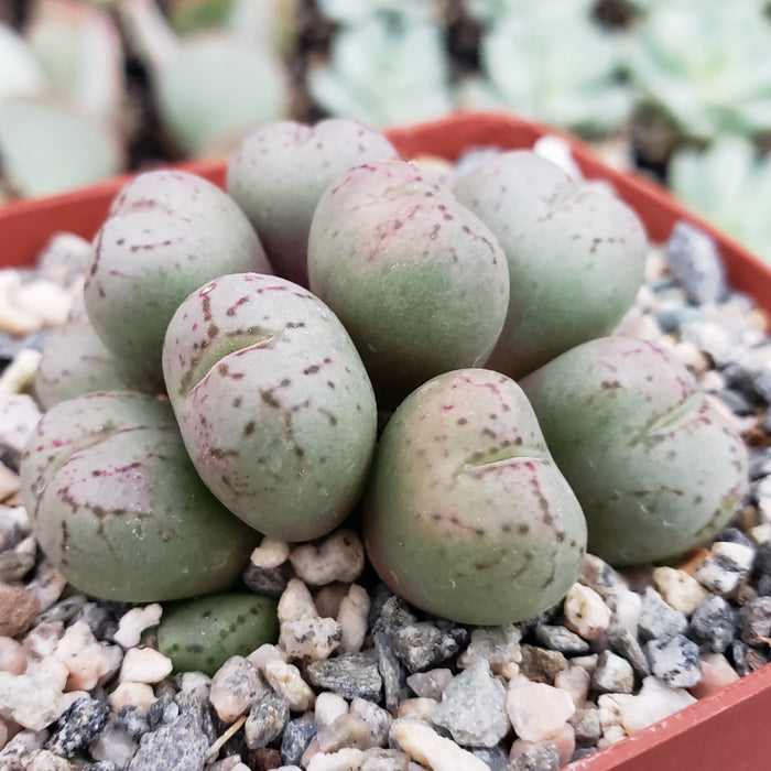 Close-up of Conophytum uviforme, a green and purple-speckled living pebble succulent in a small pot with pebbles, others blurred behind.
