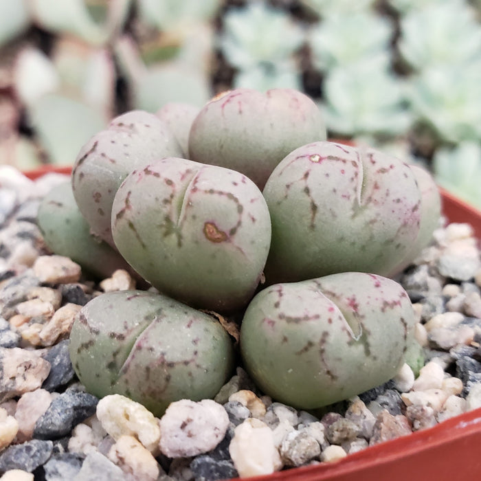Close-up of a Conophytum uviforme succulent with rounded, pebble-like leaves in a pot, set on small decorative stones.
