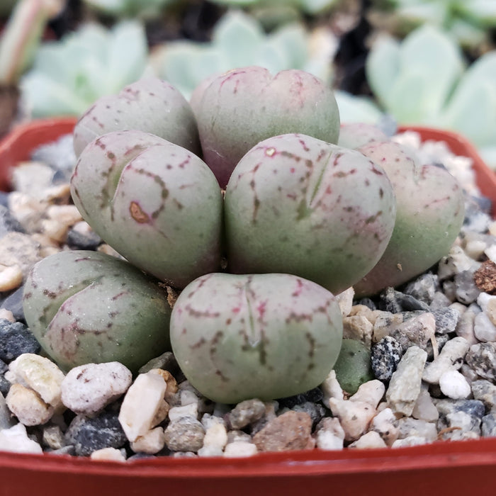 Close-up of Conophytum uviforme, a dwarf succulent known as living pebbles, in a small pot with pebbles and soil.