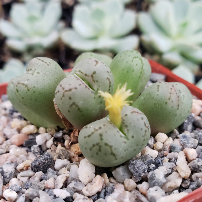 Close-up of Conophytum uviforme, a dwarf succulent with green, pebble-shaped leaves and a yellow flower growing in pebbly soil.