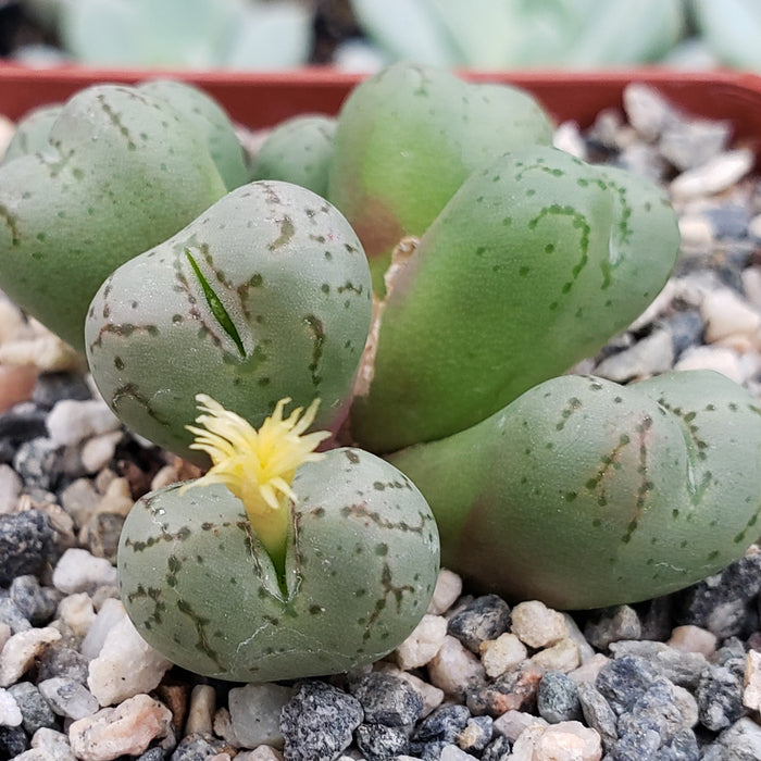 Close-up of Conophytum uviforme succulent with rounded, pebble-like leaves and a yellow flower, potted in gravel and pebbles.
