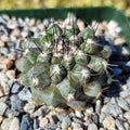 Close-up of Copiapoa leonensis showcasing spiraling tubercles and long stout spines against gravel
