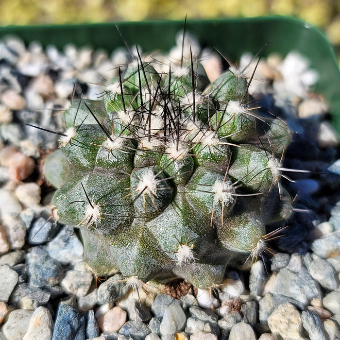 Close-up of Copiapoa leonensis showcasing spiraling tubercles and long stout spines against gravel