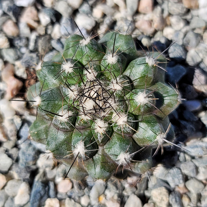 Top-down view of Copiapoa leonensis cactus with white tufts, long spines, and yellow-orange flowers among gray and brown rocks.