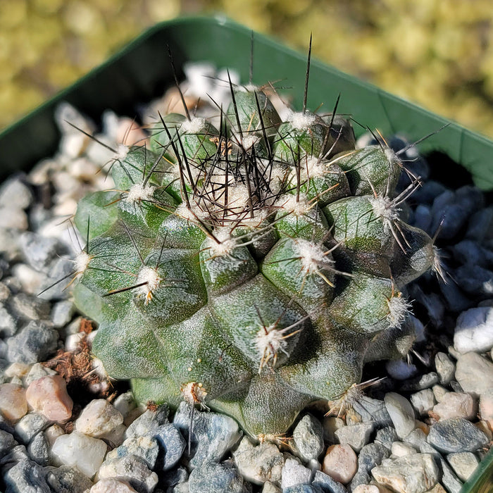 Close-up of Copiapoa leonensis cactus with dark spines and white areoles in pebbles, sunlit and known for yellow-orange flowers.