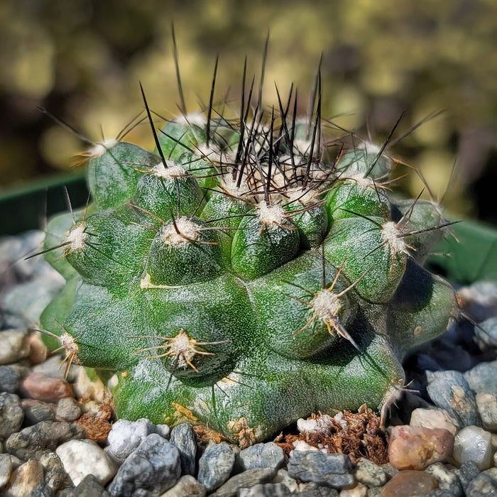 Close-up of Copiapoa leonensis, a green cactus with dense dark spines and textured skin, growing in a rocky pot under bright sunlight.