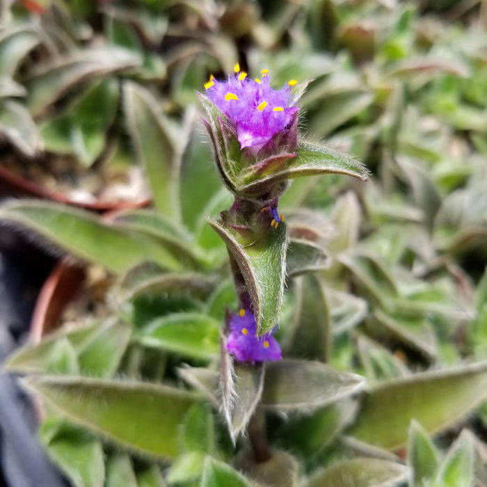 Close-up of Cyanotis somaliensis Pussy Ears with fuzzy green leaves and small purple flowers, perfect for hanging pots.