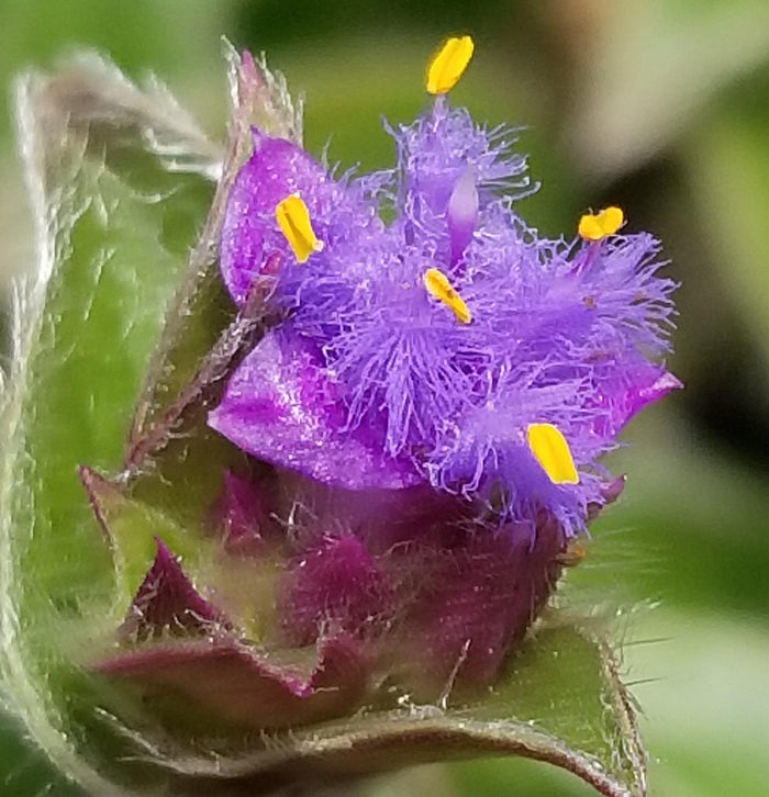 Close-up of Cyanotis somaliensis Pussy Ears, showing fuzzy purple petals, yellow anthers, and green-purple sepals in vivid detail.