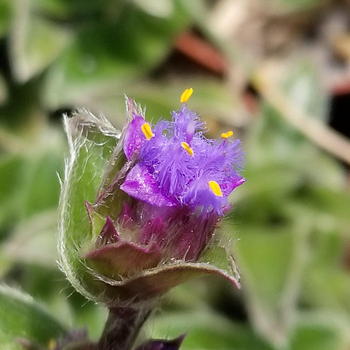 Close-up of a fuzzy purple Cyanotis somaliensis Pussy Ears bud with yellow anthers, green leaves, and hairy sepals against a blurred background.