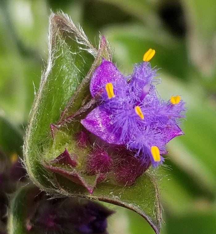 Close-up of the Cyanotis somaliensis Pussy Ears plant with purple fuzzy petals, yellow-tipped stamens, and lush green leaves.