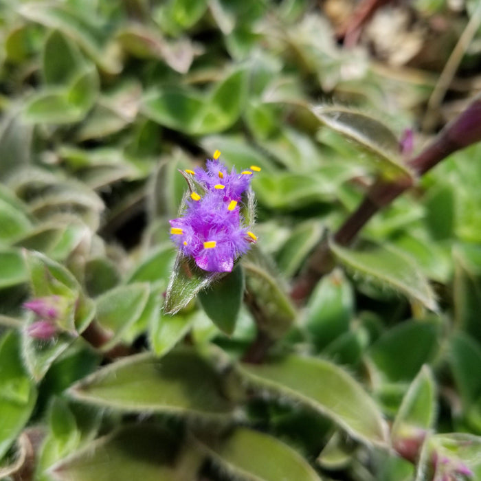 Close-up of Cyanotis somaliensis Pussy Ears with a fuzzy purple flower, yellow stamens, and green hairy leaves against a blurred background.