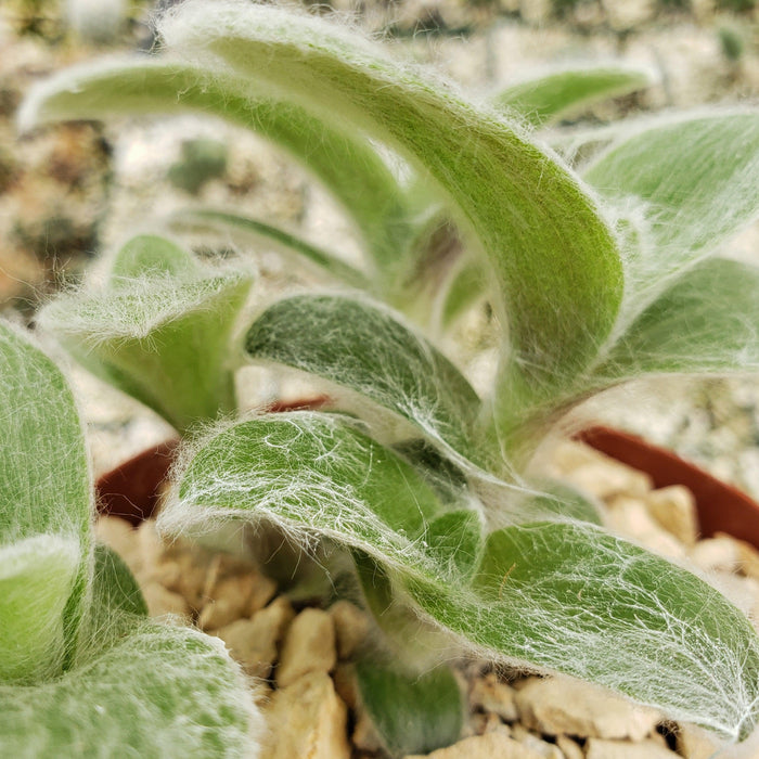 Close-up of Cyanotis somaliensis Pussy Ears with soft, fuzzy light green leaves and white hairs, set among pale gravel, in focus.
