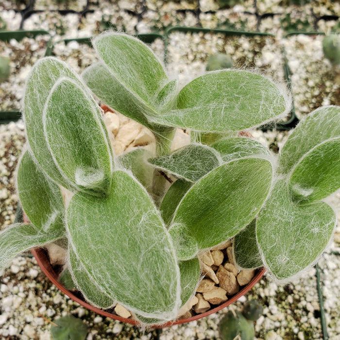 Cyanotis somaliensis Pussy Ears with fuzzy green oval leaves, planted in stones and soil, ideal for hanging pot displays.