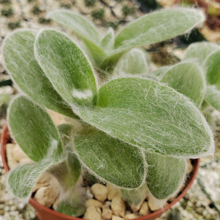 Cyanotis somaliensis Pussy Ears plant with fuzzy, oval green leaves in rocky soil, foreground clear with blurred similar plants behind.