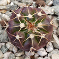 Top view of Gymnocalycium griseo-pallidum showing a purple-green ribbed body, tan spines, white areoles, and gravel