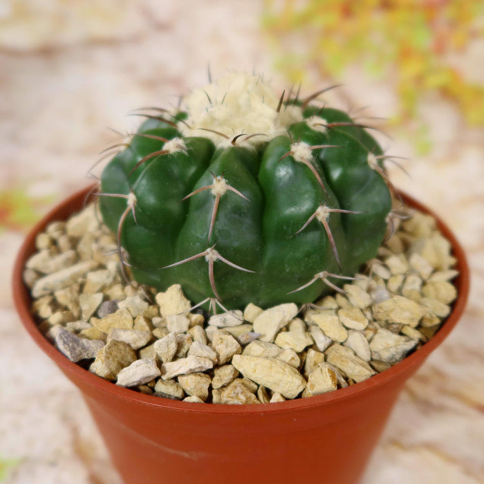 Close-up of Gymnocalycium griseo-pallidum with a ribbed green body and long spines in a terracotta pot