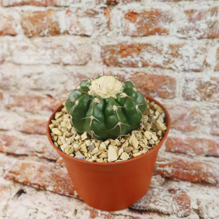 A small green Disocactus crystallopfhilus with white fuzz and spines in a brown pot on light gravel, set before a brick wall background.