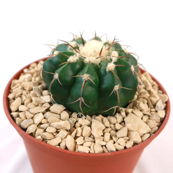 A Disocactus crystallopfhilus cactus with white tufts and brown spines in a terracotta pot with light gravel, on a white background.
