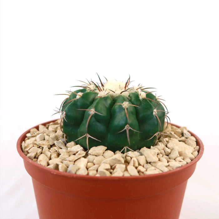 A round, dark green Disocactus crystallopfhilus with white fuzz and long spines in a brown pot on light gravel, white background.