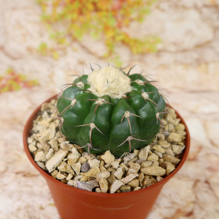 Disocactus crystallopfhilus cactus with white tufts and long spines in a brown gravel pot, shown against a blurred neutral background.