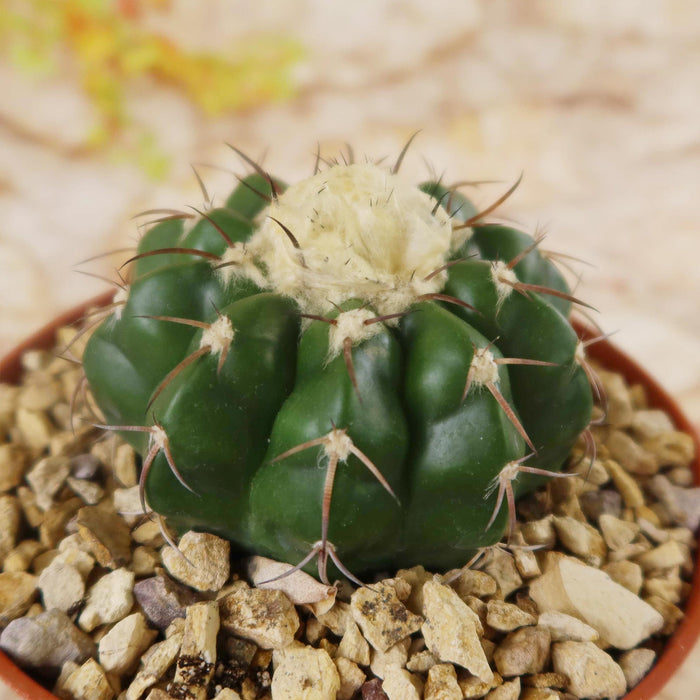 Disocactus crystallopfhilus, a small round green cactus with ribs, spines, and white fuzz, in a pebble-filled pot on a blurred background.