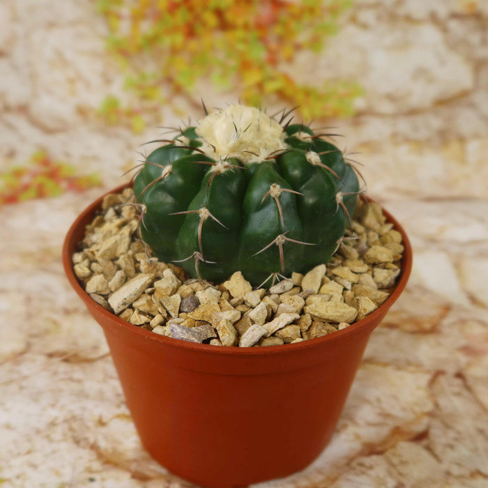 A small Disocactus crystallopfhilus cactus with spines and a white crown in a brown pot of light gravel, on a stone-patterned background.