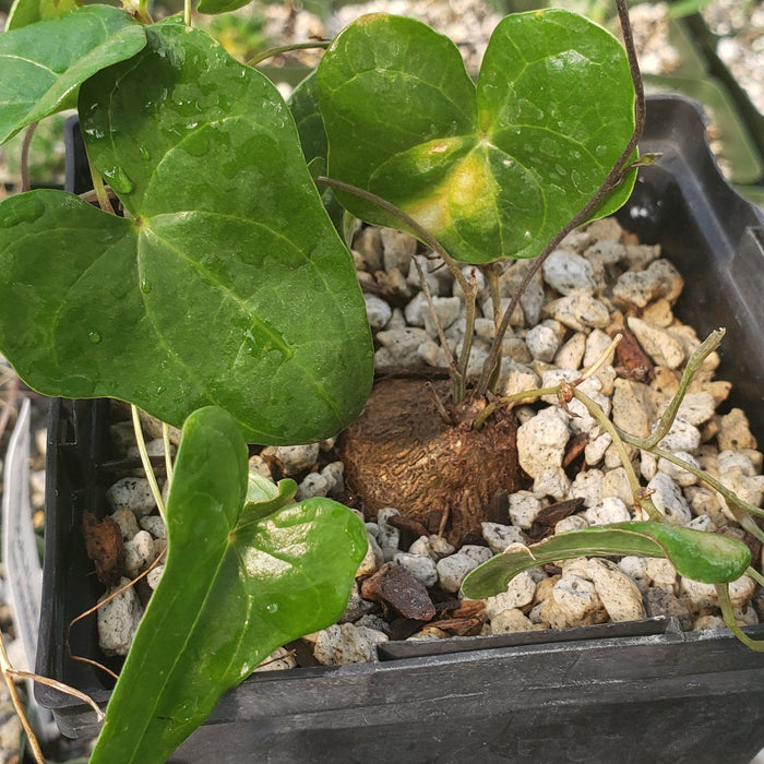 Close-up view of Dioscorea sylvatica showcasing its exposed caudex and green leaves in a gravel-filled pot