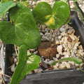 Close-up view of Dioscorea sylvatica showcasing its exposed caudex and green leaves in a gravel-filled pot