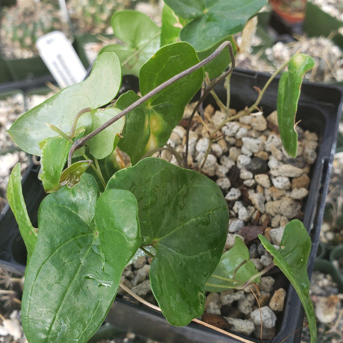 Discorea sylvatica houseplant with heart-shaped green leaves in a black plastic pot with gravelly soil, other plants in background.