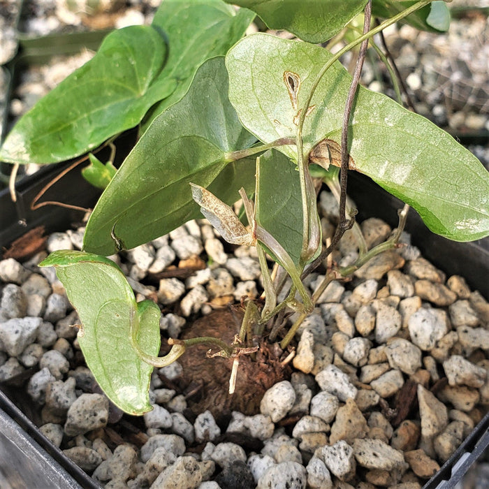 A small green vine with heart-shaped leaves grows from a round brown Dioscorea sylvatica caudex in a black plastic pot of gravel.
