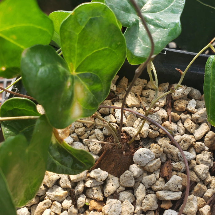 Close-up of Discorea sylvatica, a houseplant with heart-shaped green leaves and rounded caudex in a black pot with light gravel.