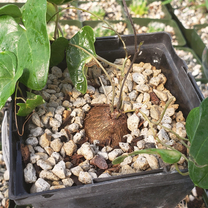 A small Discorea sylvatica with heart-shaped leaves and green vines in a black plastic pot, surrounded by light rocks.