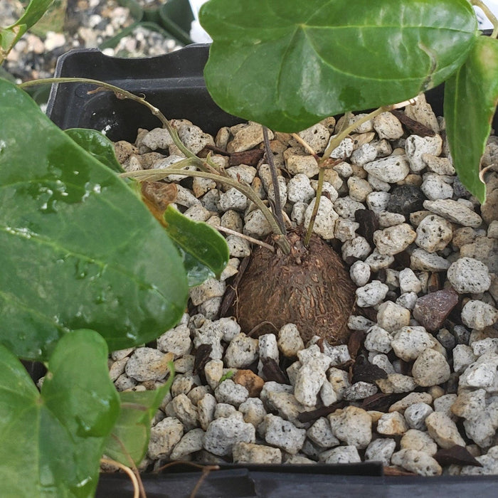 Discorea sylvatica houseplant with a rounded, brown caudex in white gravel and green leaves on slender stems, ideal for indoors.