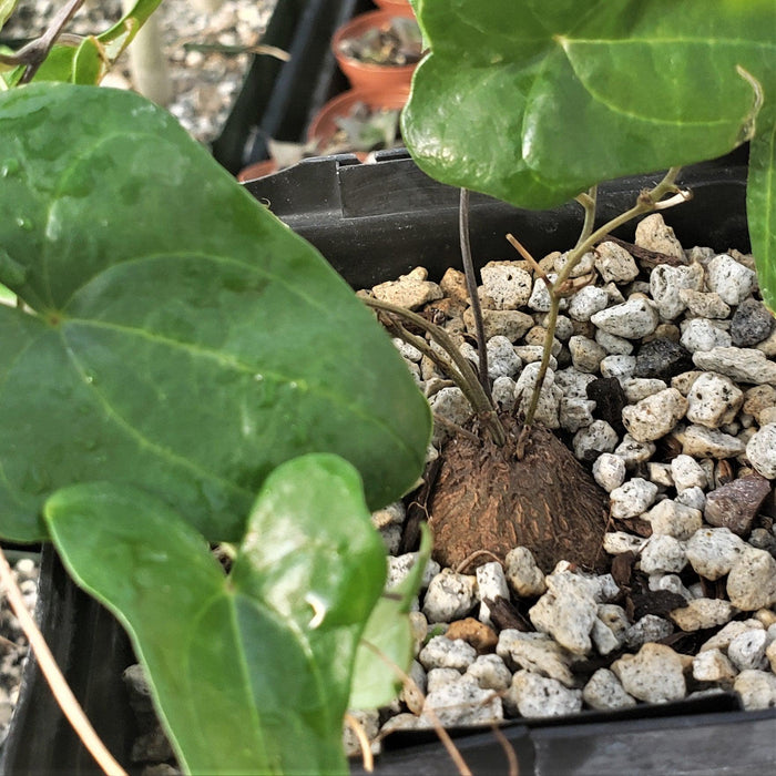 A small Discorea sylvatica with heart-shaped green leaves growing from a round caudex in a pot of light gravel, other pots blurred behind.