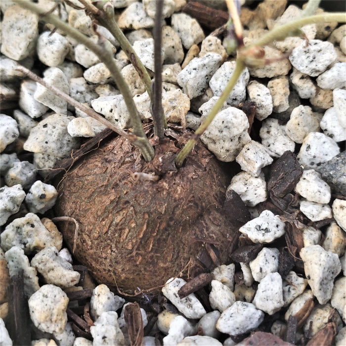 Discorea sylvatica caudex partly buried in rocky soil with white and gray pebbles, thin green stems rising, easy-care houseplant.