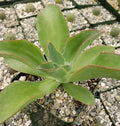 Close-up of Echeveria subrigida with broad green leaves edged in red, surrounded by small round cacti in square pots with gravel soil.