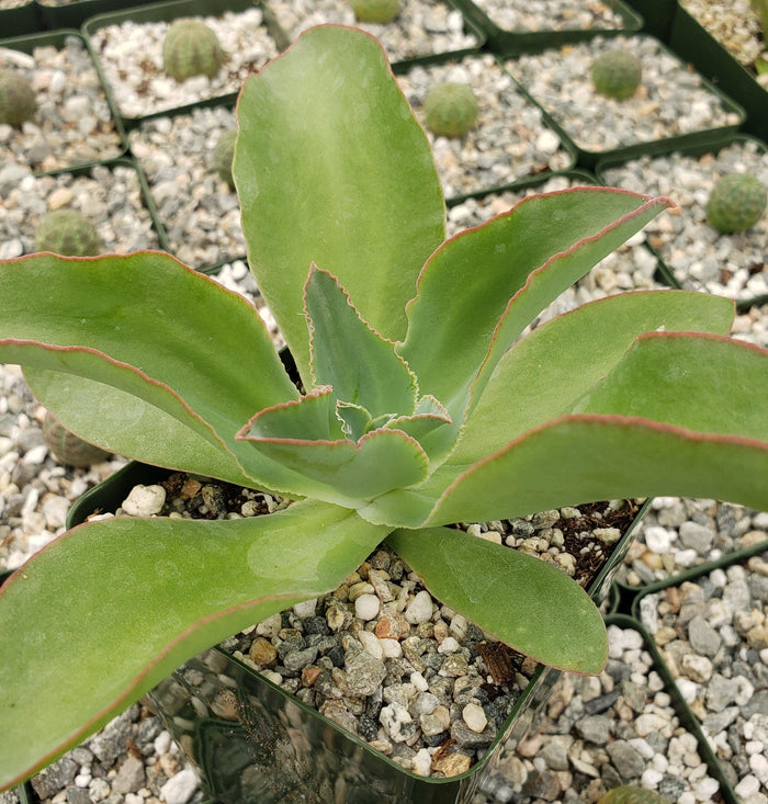 Close-up of Echeveria subrigida with broad green leaves edged in red, surrounded by small round cacti in square pots with gravel soil.