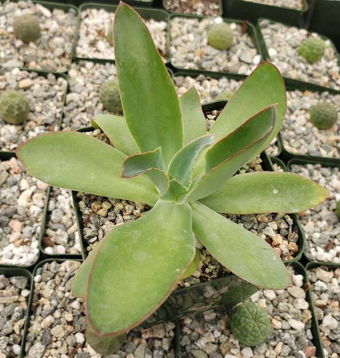 A green Echeveria subrigida with wide, thick leaves and red edges grows in a small gravel-filled square pot; cacti in background.