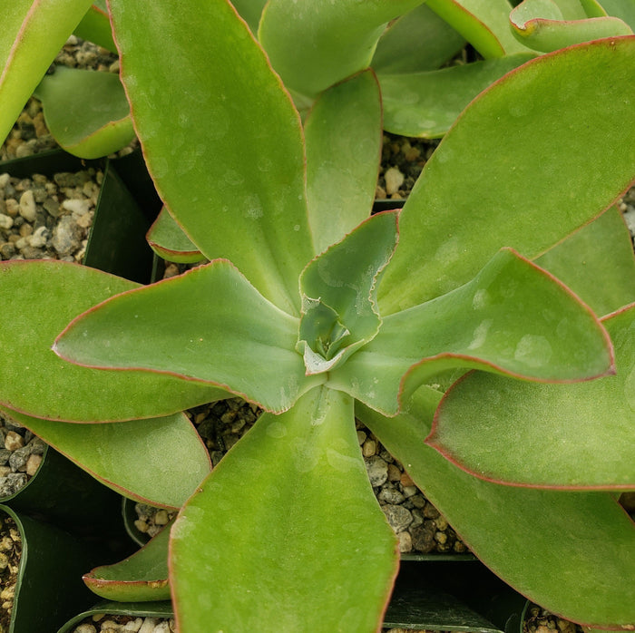 Close-up of Echeveria subrigida succulent with broad, red-edged leaves in a rosette, potted with decorative small pebbles.