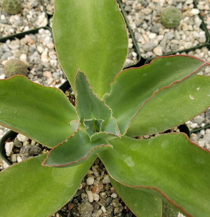 Close-up of Echeveria subrigida succulent with smooth, red-edged leaves in a pebble-filled pot among other small potted plants.