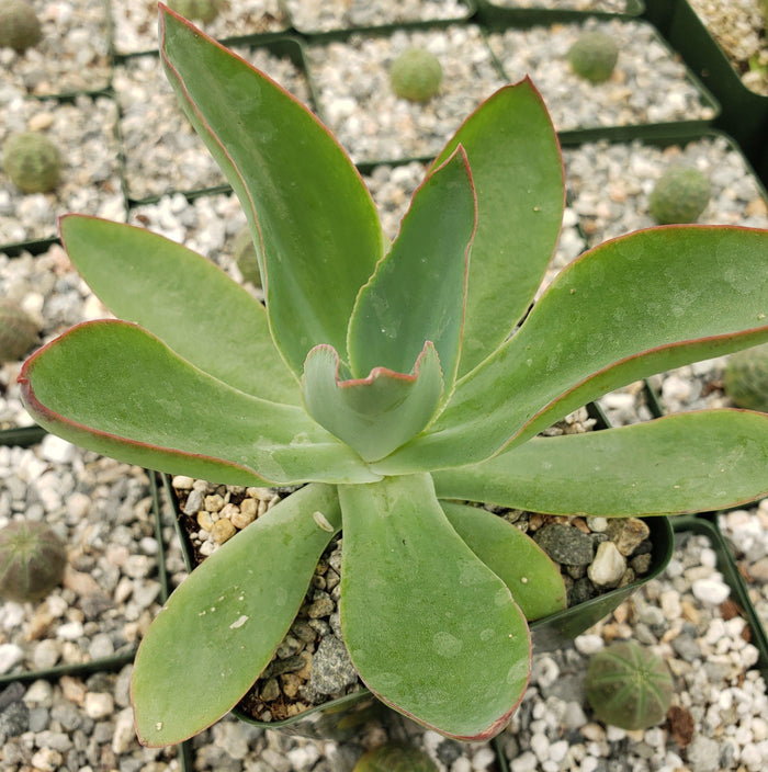 Close-up of Echeveria subrigida with thick, broad leaves edged in red, planted in gravelly soil; other potted succulents behind.