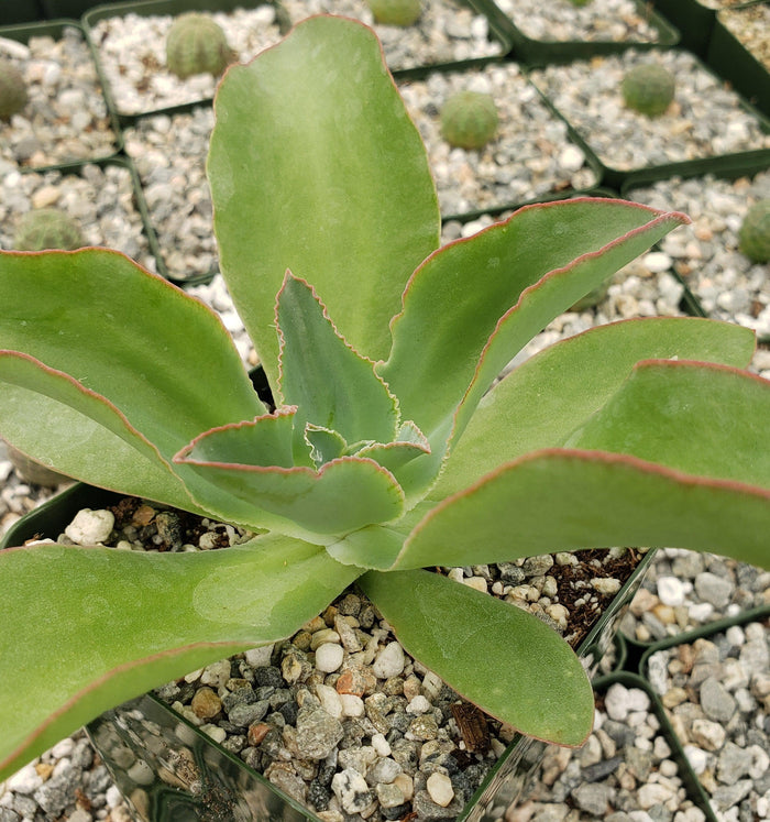 Close-up of Echeveria subrigida in a pot with thick, wavy leaves and pebbly soil; small potted cacti appear in the background.