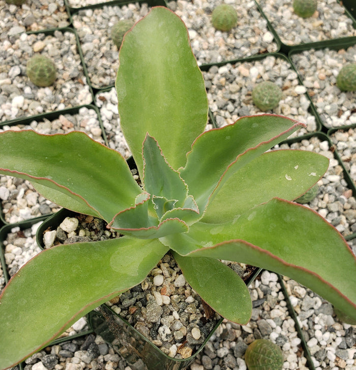 Close-up of Echeveria subrigida, a succulent with broad red-edged leaves in a gravel-filled pot; more plants appear in the background.