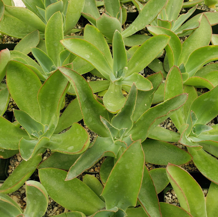 Several Echeveria subrigida succulents with green leaves edged in red grow close together in gravelly soil, leaves glistening with water.