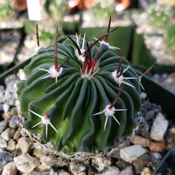 Echinofossulocactus crispatus cactus with green ribbed body, dark brown spines, and white clusters in rocky soil in a compact pot.