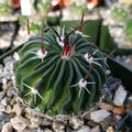 Echinofossulocactus crispatus cactus with green ribbed body, dark brown spines, and white clusters in rocky soil in a compact pot.