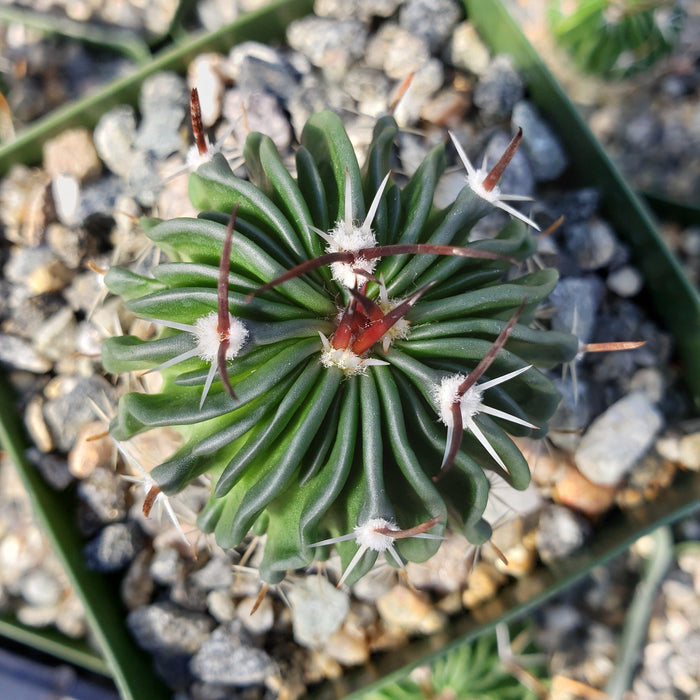 Echinofossulocactus crispatus with dense white spines stands out in any cactus collection, perfect for succulent enthusiasts.