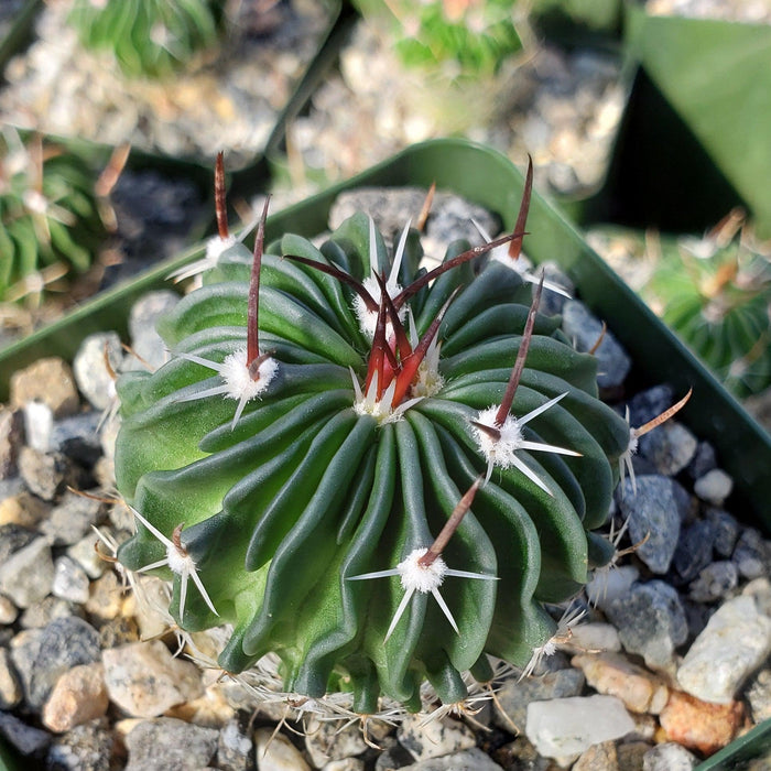 Close-up of Echinofossulocactus crispatus with distinct ridges, white tufts, and spines growing among rocks in a potted cactus display.