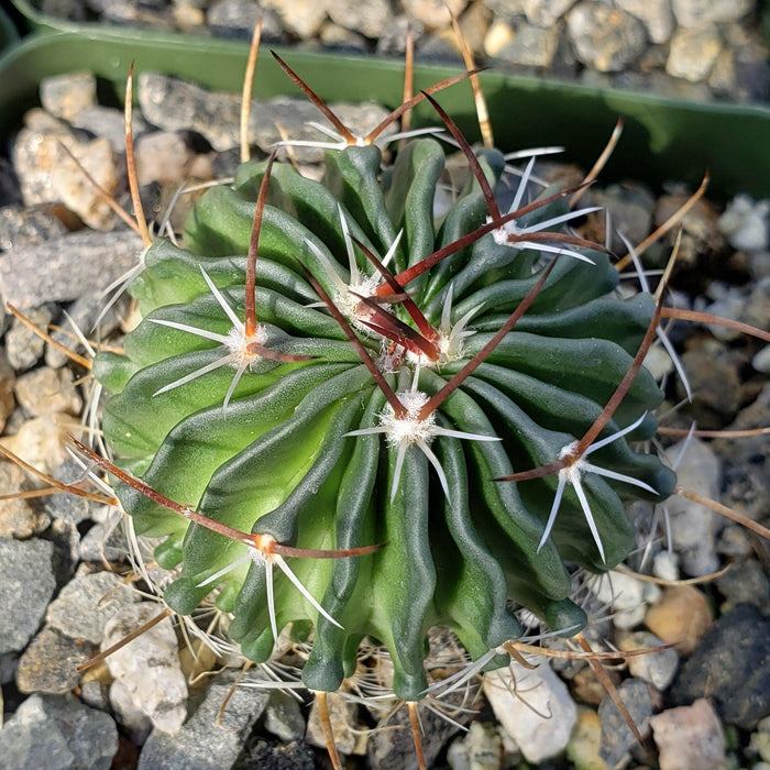 Echinofossulocactus crispatus displays green ribbed stems with white and reddish-brown spines among small rocks, ideal for cactus lovers.