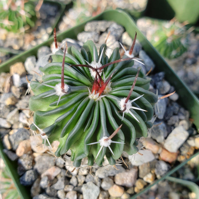 Top view of Echinofossulocactus crispatus with long reddish-brown spines and white tufts in a square pot filled with small rocks.